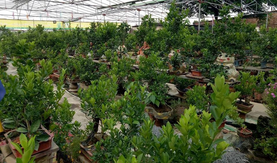 Bên cạnh đó, các nghệ nhân sáng tác thêm những chậu quất bonsai theo nhiều thế độc đáo như dáng tượng hình của chữ tâm, phúc hoặc linh vật như tì hưu, long, công, chim phượng. Có nghệ nhân còn đặt những tên gọi mỹ miều: thuận buồm xuôi gió, huynh đệ đoàn viên, long quấn thủy, quần long…