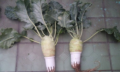 Ưu điểm của mô hình khí canh này là không dùng đất, xơ dừa và đặc biệt là không phải tưới hàng ngày gây bẩn sàn và ẩm.Tưởng chừng khó nhưng nhiều gia đình đã có rau ăn không xuể nhờ cách trồng này.