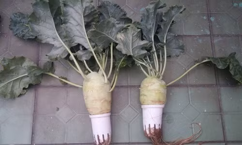 Ưu điểm của mô hình khí canh này là không dùng đất, xơ dừa và đặc biệt là không phải tưới hàng ngày gây bẩn sàn và ẩm.Tưởng chừng khó nhưng nhiều gia đình đã có rau ăn không xuể nhờ cách trồng này.