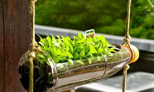 Trồng trong chai lọ bỏ đi. Tận dụng những chai lọ không dùng đến dùng dao, kéo khoét một lỗ, cho đất đã bổ sung chất dinh dưỡng vào rồi bỏ hạt giống, tưới nước hàng ngày.