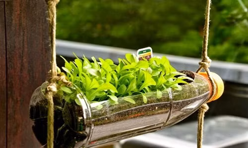 Trồng trong chai lọ bỏ đi. Tận dụng những chai lọ không dùng đến dùng dao, kéo khoét một lỗ, cho đất đã bổ sung chất dinh dưỡng vào rồi bỏ hạt giống, tưới nước hàng ngày.