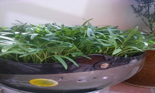 Mũ bảo hiểm hỏng tưởng như vô dụng nhưng hoàn toàn có thể dùng để trồng rau. Sáng kiến tuyệt vời chỉ có ở Việt Nam.