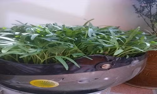 Mũ bảo hiểm hỏng tưởng như vô dụng nhưng hoàn toàn có thể dùng để trồng rau. Sáng kiến tuyệt vời chỉ có ở Việt Nam.