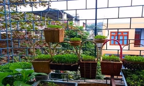 Nhu cầu rau sạch khiến cho mọi gia đình đều tận dụng những khoảng không trong nhà. Gia đình có sân vườn thì không nói làm gì, gia đình diện tích nhỏ đòi hỏi bữa ăn có rau sạch tự trồng thật khó. Vì thế mới sinh ra những cách trồng rau độc đáo như sau.