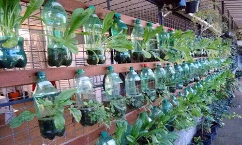 Với kiểu trồng rau trong chai nhựa này, các bà nội trợ có thể đặt trên sân thượng hay bất kỳ khu vực nào có chỗ trống, hoặc dùng dây treo lên tường, mái hiên, cửa sổ... tạo nên một vườn rau độc đáo bắt mắt.