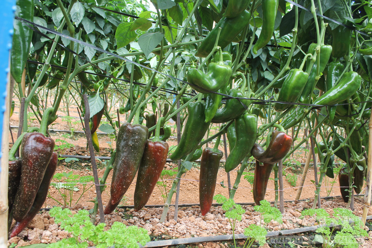 Giống ớt khổng lồ hiện được một số nhà vườn ở Đà Lạt gieo trồng và cho thu hoạch chỉ sau 3 tháng. Ảnh: Congan.