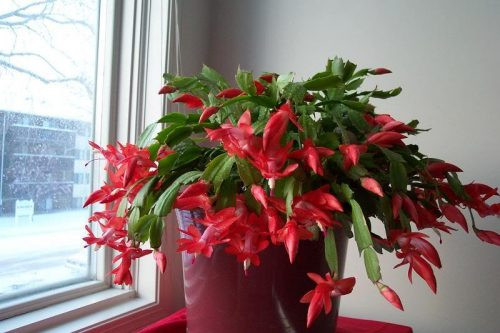 Với phương pháp ghép cây, bạn có thể chọn cây xương rồng làm gốc ghép. Phương pháp này được ưa chuộng nhiều do cây sinh trưởng nhanh và hoa nở đẹp. Ảnh: Hoaleo.