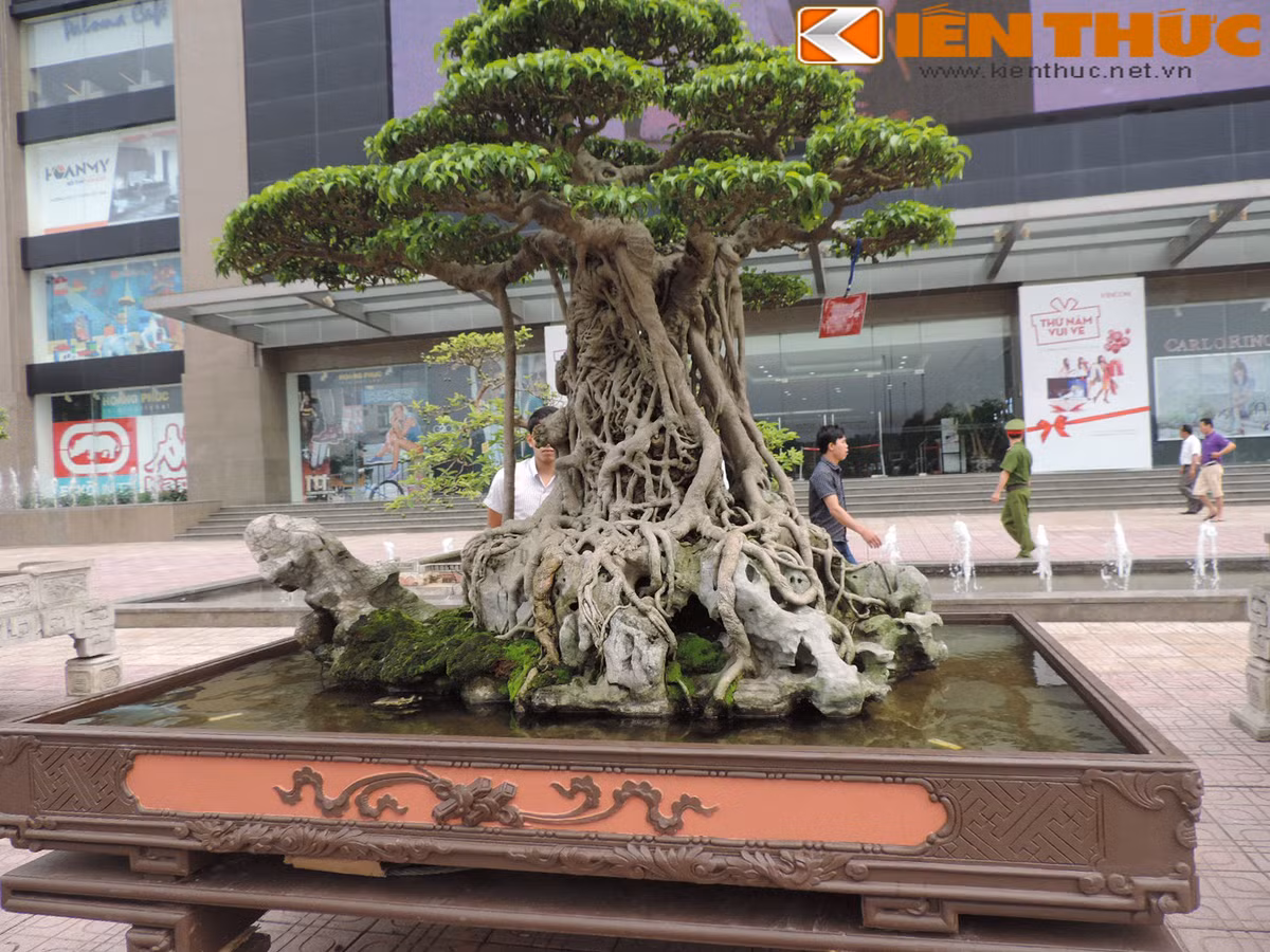 Nhiều cây sanh cổ dáng độc giá khủng mặc dù được ngả giá lên đến hàng chục tỷ đồng nhưng vẫn khó để mua được. Trong ảnh là cây sanh cổ mâm xôi con gà nổi tiếng của ông Nguyễn Thành Nam, Phú Thọ. Cây sanh này được đánh giá là một siêu phẩm độc nhất vô nhị không chỉ ở Việt Nam mà còn trên thế giới.