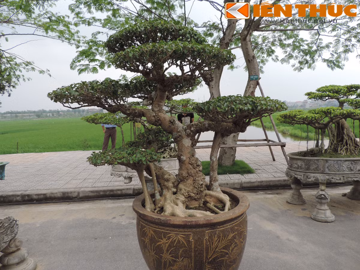 Cây sanh dáng phụ tử này của nhà vườn Thanh Hóa. Theo tiết lộ của một số người sành cây cảnh, cây sanh này tuổi thọ lên đến 100 tuổi, giá 1 tỷ đồng.