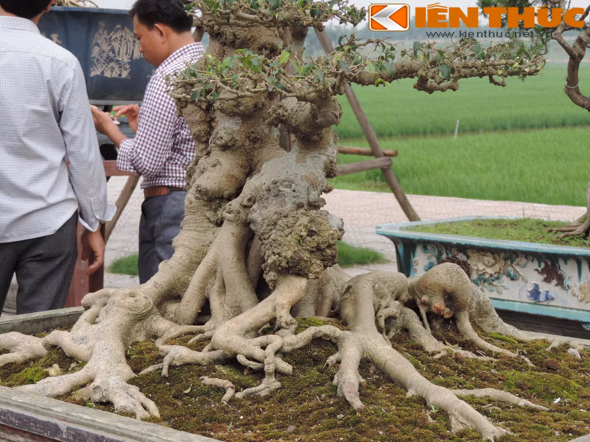 Những rễ cây mềm mại bám nổi trên mặt đất trông lạ mắt.