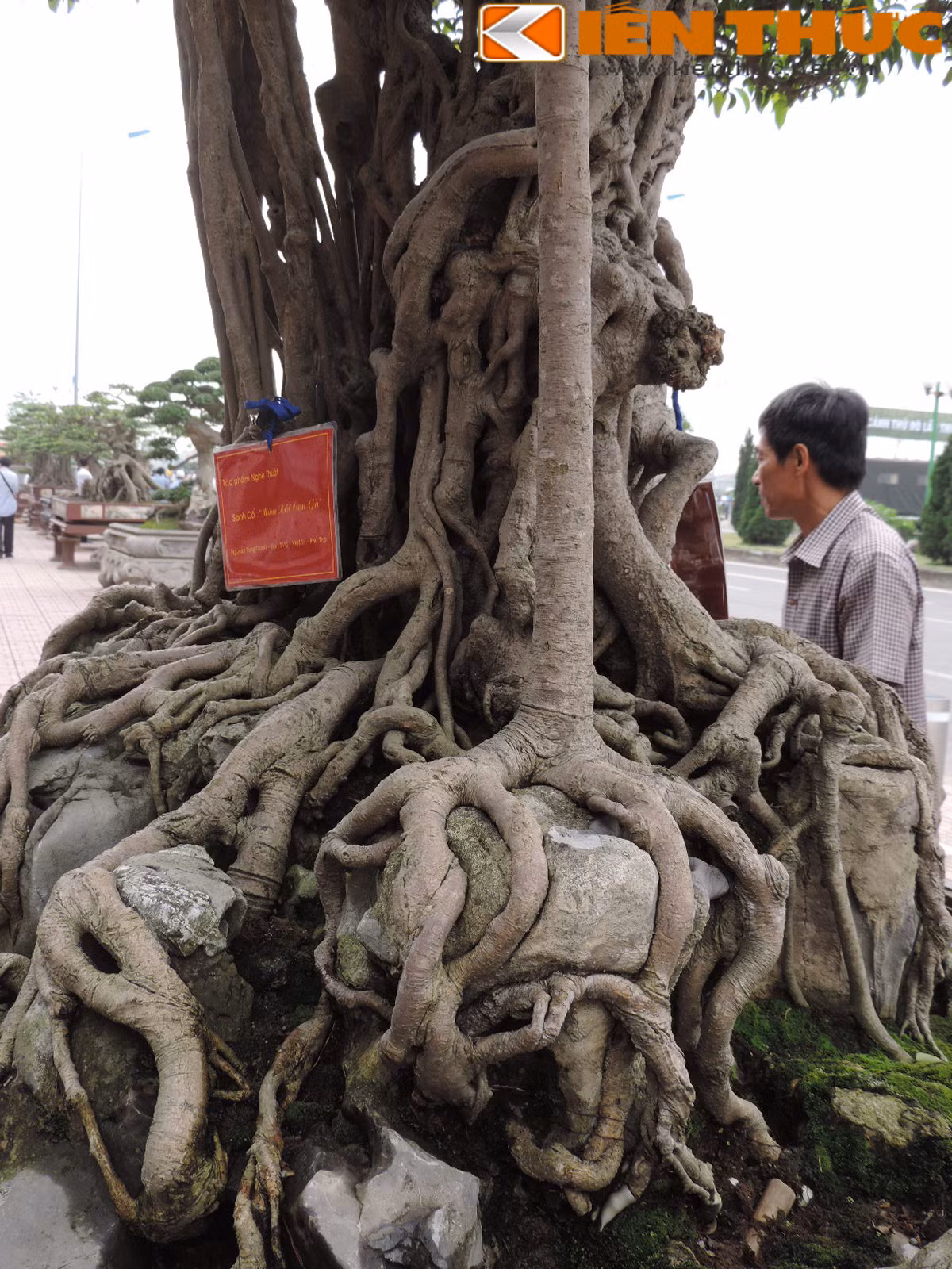 Cây có thế độc bởi rễ cây được ví như những chân gà bám chặt vào từng phiến đá rất độc đáo. Theo ông Nam, chủ nhân của cây sanh này cho biết mặc dù chưa thể chứng thực được chính xác tuổi thọ của cây nhưng theo kinh nghiệm của giới sinh vật cảnh Việt Nam đánh giá, cây này phải trên dưới 150 tuổi.