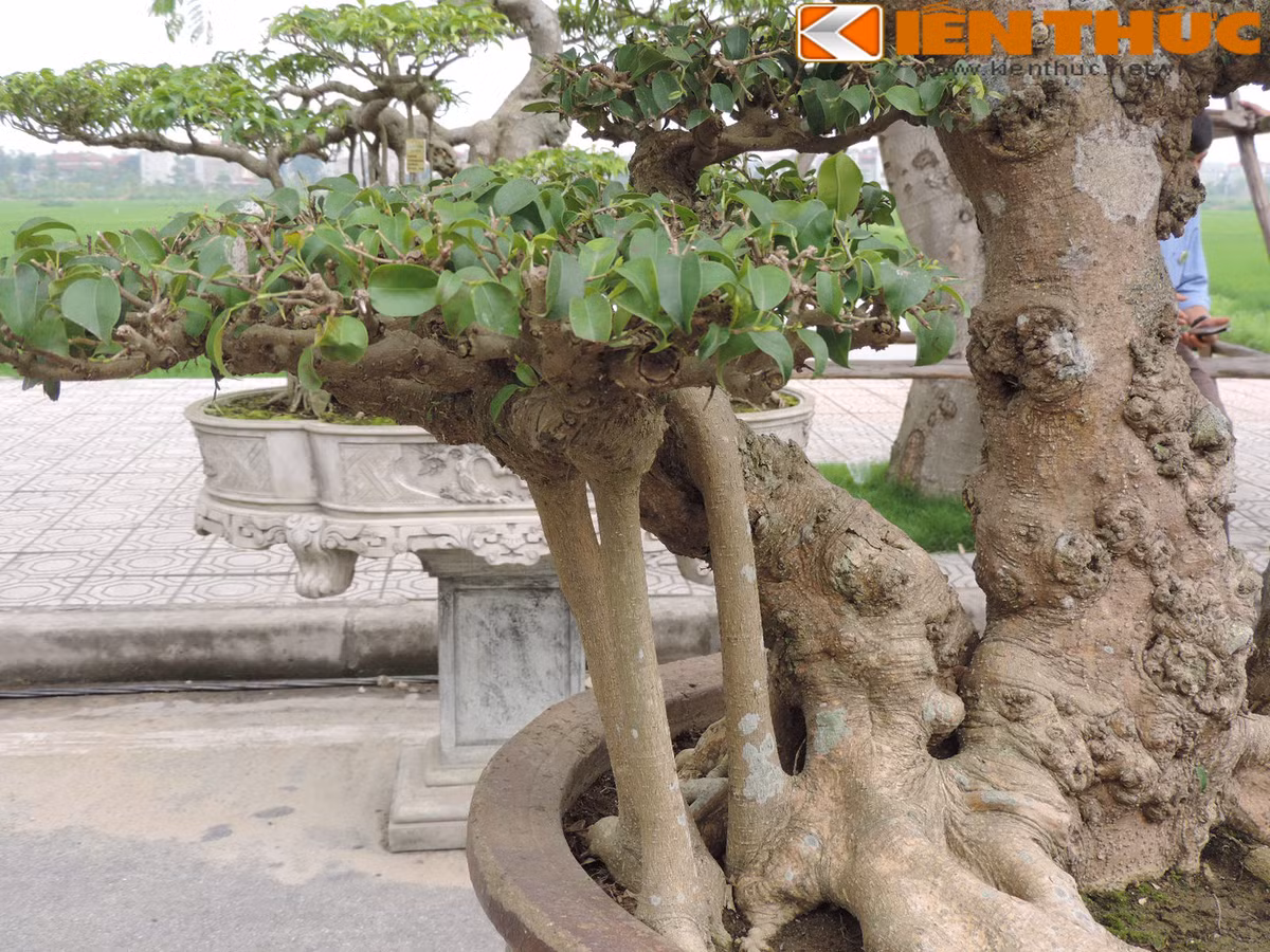 Phần rễ phụ của cây.