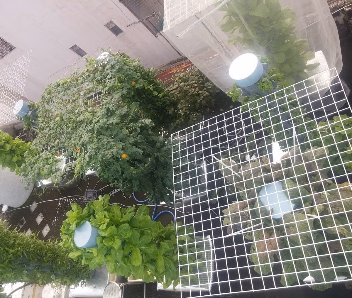 Nhu cầu rau sạch khiến cho mọi gia đình đều tận dụng những khoảng không trong nhà. Gia đình có sân vườn thì không nói làm gì, gia đình diện tích nhỏ đòi hỏi bữa ăn có rau sạch tự trồng thật khó. Tuy nhiên, anh Sơn ở TP. HCM lại làm được điều đó.