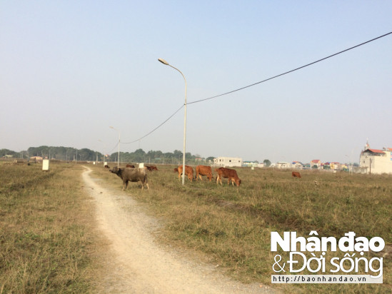 Nhiều năm trôi qua các hạng mục hạ tầng kỹ thuật Khu đô thị Chi Đông chưa được đầu tư xây dựng như đường nhựa, công trình cảnh quan và các công trình phụ trợ.