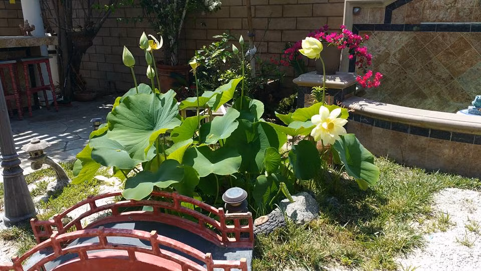 Thiết kế hồ sen trong sân vườn khá đơn giản, dễ làm, không tốn quá nhiều thời gian nhưng kết quả mang lại cho bạn là một khoảng sân vườn đẹp. Ảnh: Sanvuondep24h.