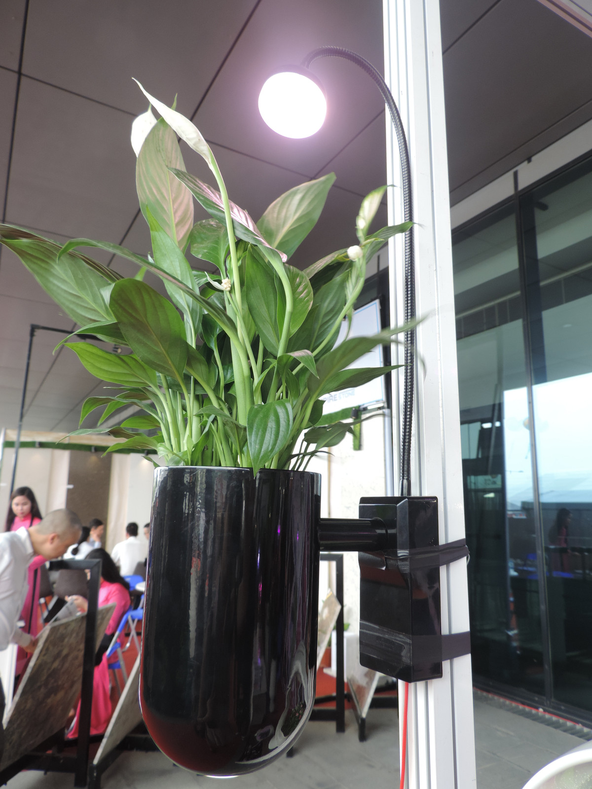 Nhân viên bán hàng cho biết: "Loại đèn LED quang hợp chiếu thẳng vào cây là đèn led chuyên dụng hoàn toàn khác biệt với đèn led thông thường. Loại đèn này có thể giúp cây quang hợp, sinh trưởng và phát triển".