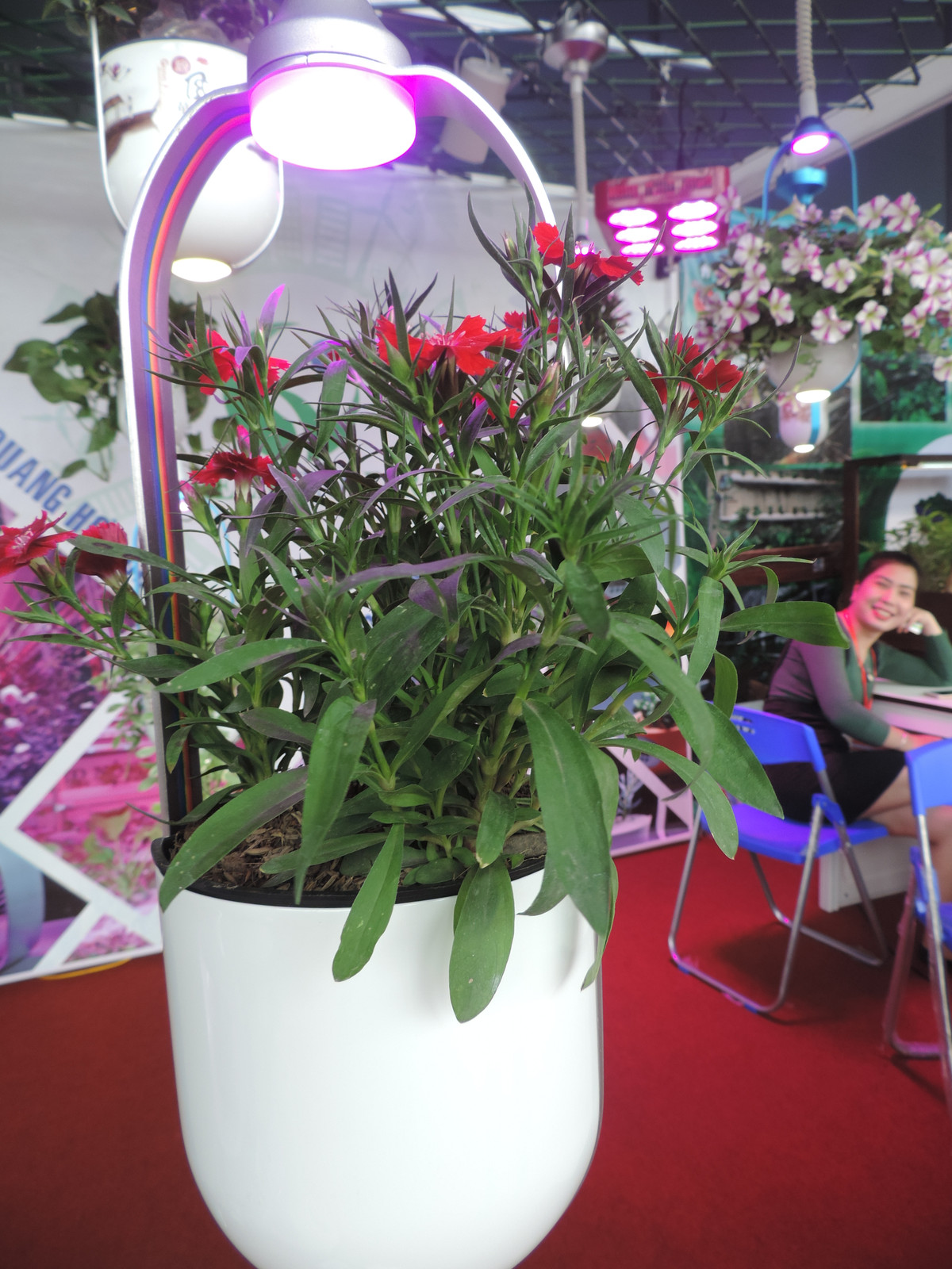 Tất cả những chậu cây treo có đèn led này đều có thể treo trong nhà, dù thiếu ánh sáng nhưng cây vẫn phát triển bình thường.