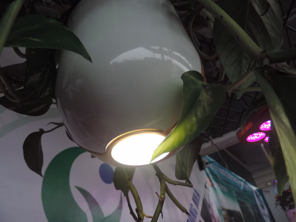 ... ngay lập tức bóng đèn dưới đáy chậu cây sẽ nhấp nháy để báo hiệu.