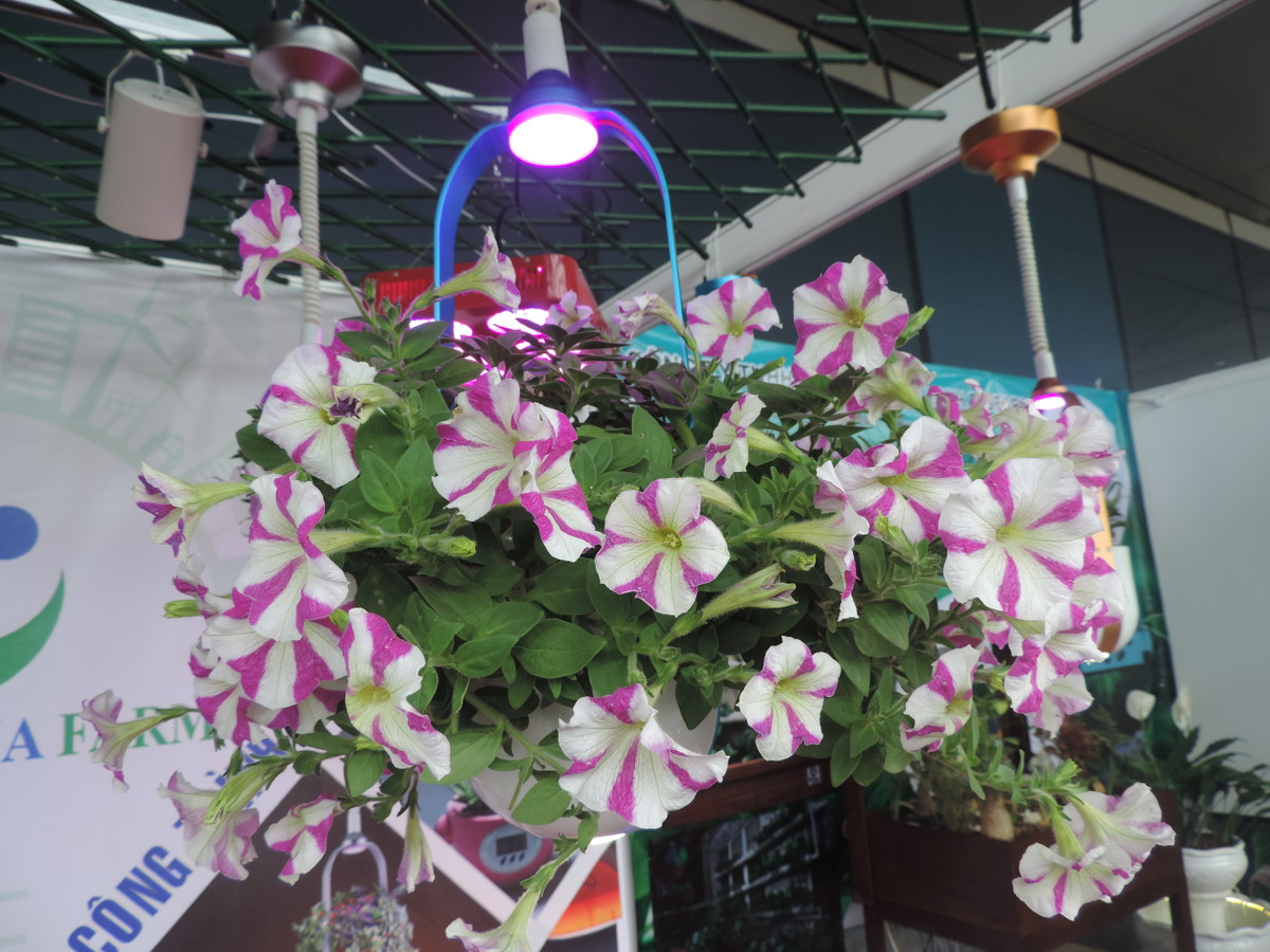 Có thể thấy dù đèn chiếu sáng liên tục nhưng những bông hoa vẫn nở tươi khoe sắc chứ không hề héo hắt như bị ánh đèn điện thông thường chiếu vào.