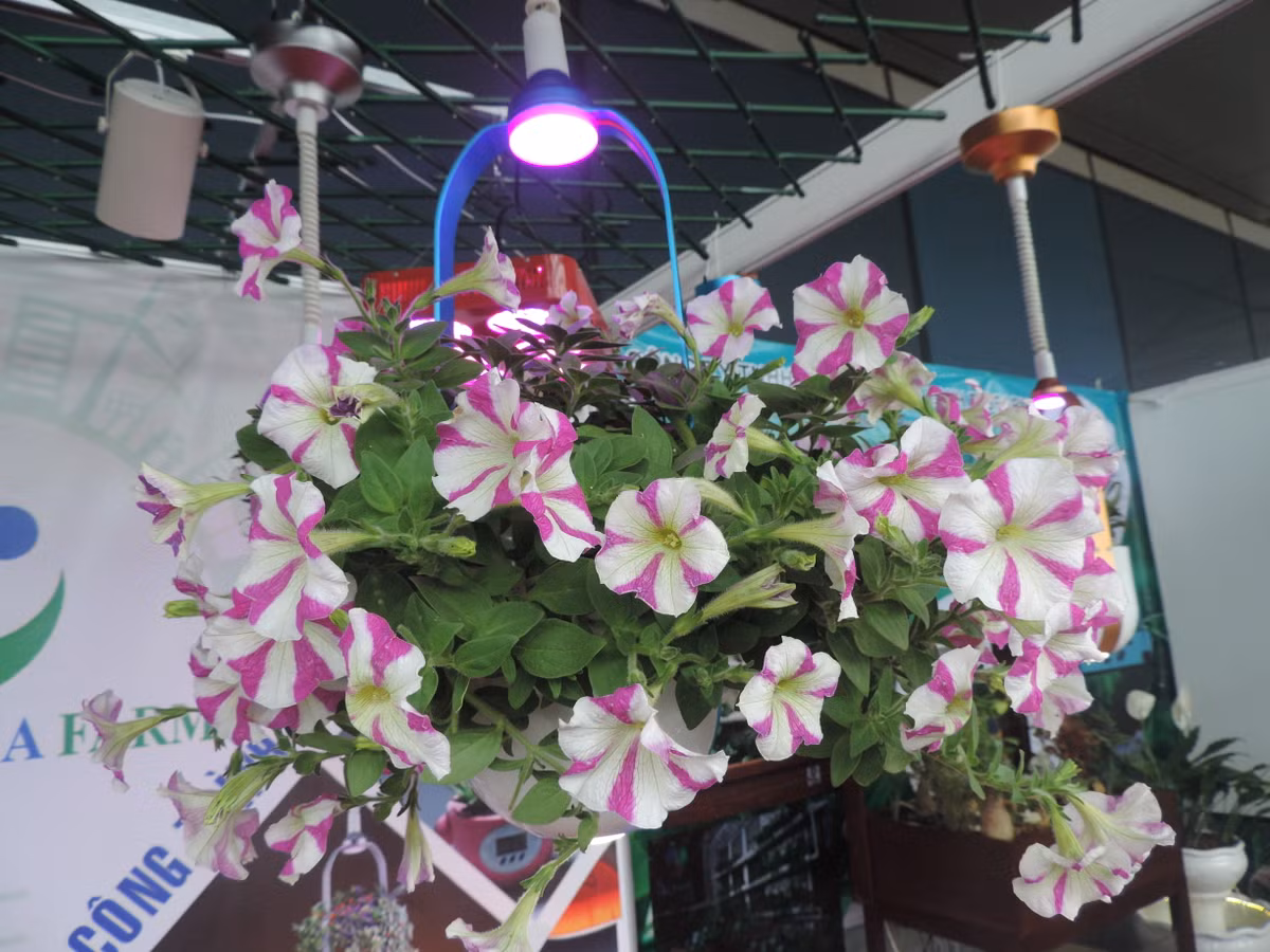 Có thể thấy dù đèn chiếu sáng liên tục nhưng những bông hoa vẫn nở tươi khoe sắc chứ không hề héo hắt như bị ánh đèn điện thông thường chiếu vào.