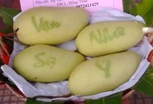 Quả xoài cũng được nhiều nhà vườn miền Tây khắc chữ thư pháp để cung ứng cho thị trường hoa quả Tết Đinh Dậu. Ảnh: Dân Việt.