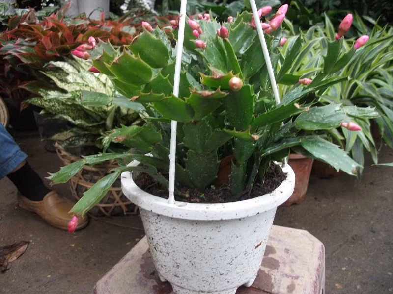 Với phương pháp giâm cành, bạn có thể cắt bớt mấy đốt thân, hong khô 1 - 2 ngày rồi cắm xuống đất và tưới ít nước. Ảnh: Thegioicayxanh.