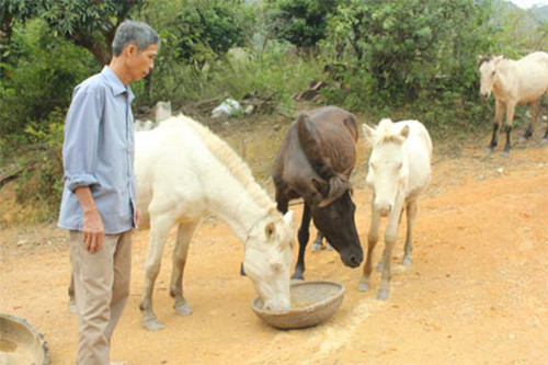 Đầu tiên, những con ngựa được lấy giống từ vùng núi Lào Cai, Cao Bằng hoặc Trung Quốc với giá khoàng 15-20 triệu đồng. Sau 1 năm vỗ béo, nông dân sẽ bán chúng với giá 50-60 triệu. Những con ngựa được bán xương nấu cao còn có giá đội lên nhiều lần. Ảnh: Congannhandan.