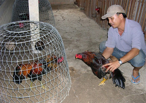 Nuôi gà chọi cho giá trị kinh tế cao hơn nuôi gà truyền thống, chúng được bán với giá 160-180.000 đồng/con, sau khi trừ đi các khoản chi phí cho thu nhập trên dưới 100 triệu đồng/năm. Ảnh: Nongdan.