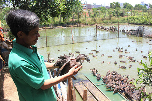 Nuôi vịt trời cũng khá nhàn, chúng ăn rất ít và trừ thức ăn và giống, người dân cũng lãi được một nửa. Tính ra, lời và khỏe hơn nghề làm nông rất nhiều. Ảnh: Thanhnien.