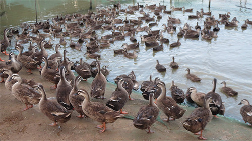 Vịt trời. Những năm gần đây, vịt trời được ưa chuộng bởi thịt thơm, ngon và không hề tanh. Giá bán của mỗi con vịt khoảng 120-150.000 đồng/con, cao gấp 2-3 lần vịt thường. Ảnh: Thanhnien.