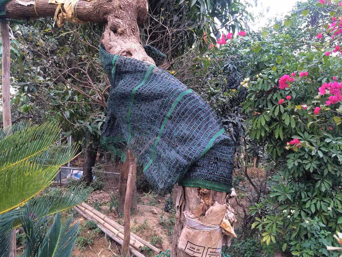 Gốc cây được bọc cẩn thận trong quá trình vận chuyển cho khách hàng.