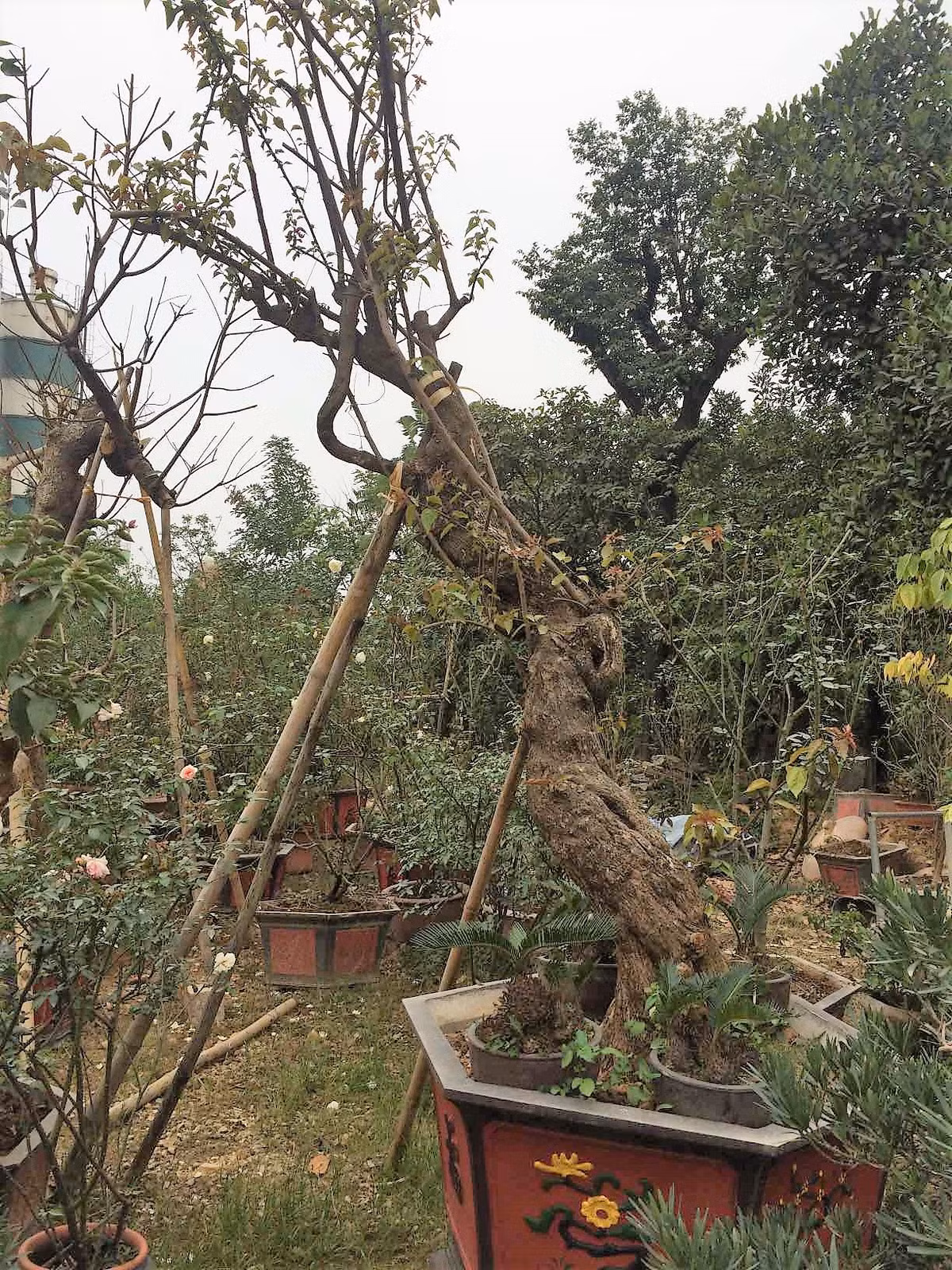 Một gốc cây giấy thế tại nhà vườn trên Đại lộ Thăng Long (Hà Nội).