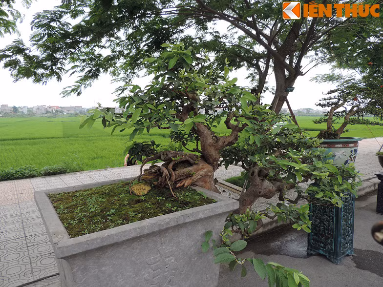 Chỉ dính một phần rễ ở trên chậu nhưng cây vẫn vươn nhánh và ra lá tốt.