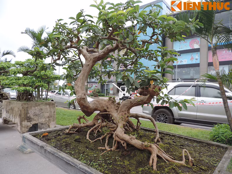 Một cây ổi bonsai khác của ông Lại Văn Khoa (Đông Anh, Hà Nội) cũng có thế uốn đẹp khiến nhiều người không khỏi trầm trồ khen ngợi.