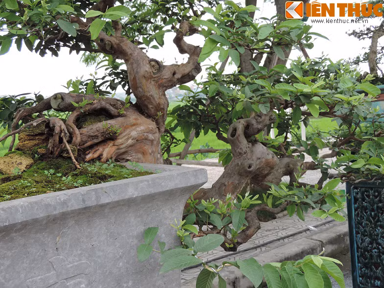  Cây ổi bosai này có dáng thác đổ trong rất lạ mắt. Mặc dù dáng thế nhưng cây vẫn được đánh giá là mềm mại và rất nghệ thuật.