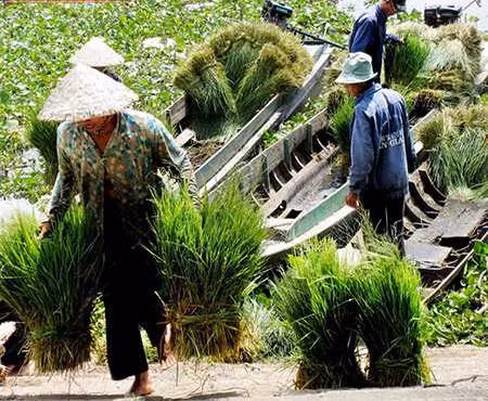 Tại đây, người mua không cần mặc cả hay trả giá bởi cỏ ở khu chợ này đã được định giá sẵn: 10.000 đồng/3 bó cỏ (nặng khoảng 5kg). (Ảnh Vanhien)