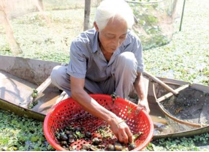 Gia đình ông Trần Duy Tiên tại thôn Phú Mỹ, xã Hồng Lý, tỉnh Thái Bình có 400m2 ao được sử dụng vừa nuôi ốc bươu đen giống vừa nuôi ốc thịt. Ảnh: Blogspot.