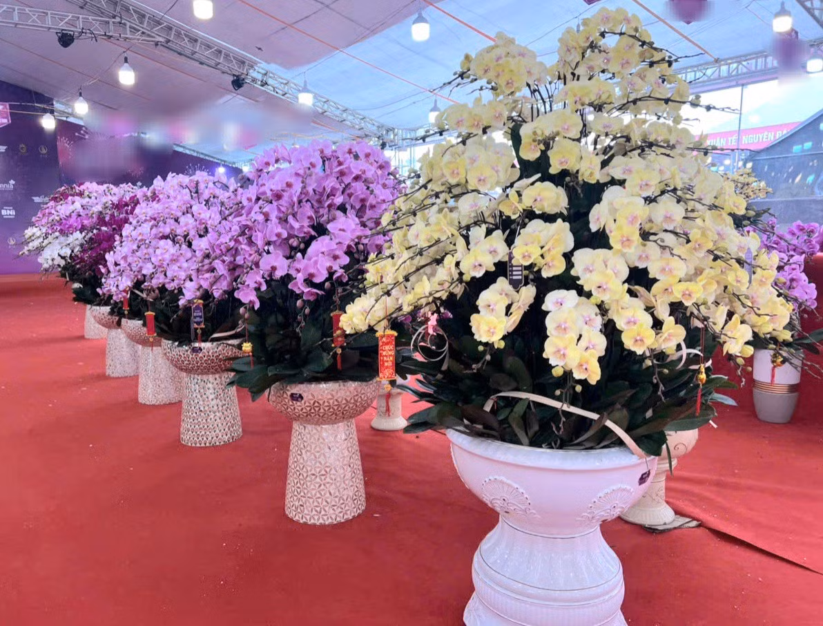 Lan ho diep tien ty, cho “dai gia” mang ve choi Tet-Hinh-3