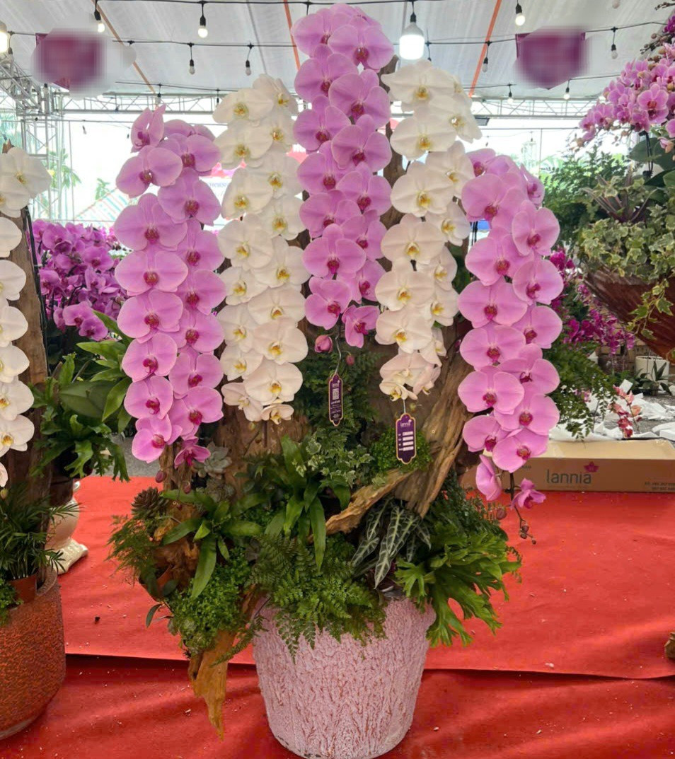 Lan ho diep tien ty, cho “dai gia” mang ve choi Tet-Hinh-14