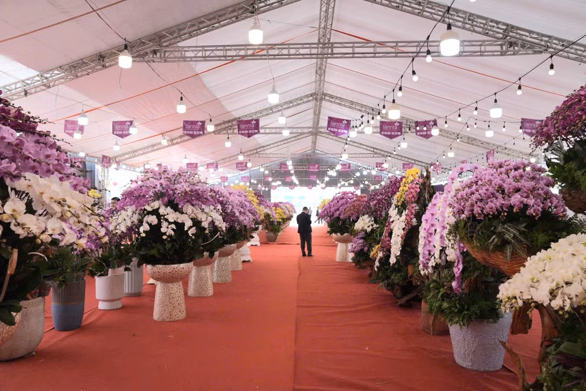 Lan ho diep tien ty, cho “dai gia” mang ve choi Tet-Hinh-7