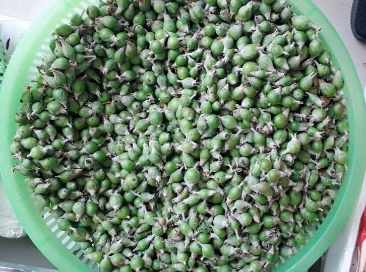 Nhờ lên cơn sốt tại Hà Nội mà có người kiếm cả chục triệu đồng/tuần