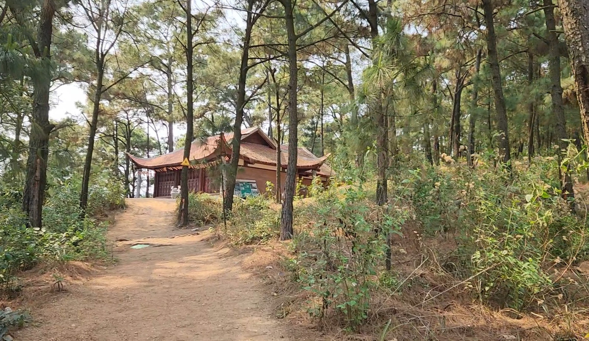 Theo hướng chỉ dẫn, tiếp tục đi vào con đường đất khoảng 10m là thấy rõ ngôi chùa mới “ẩn mình” dưới tán rừng thông rậm rạp, mát mẻ.