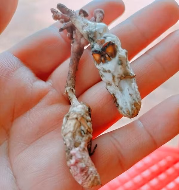 Nam moc tu au trung ve sau va loat vu ngo doc vi...nham