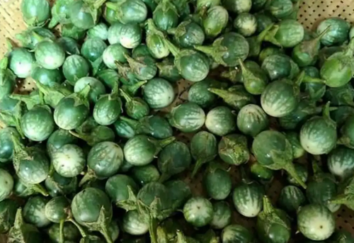 3. Cà đắng: Cà đắng là đặc sản khá phổ biến tại Đắk Lắk. Cà có mùi vị đắng nhưng lại không khó ăn, cắn vào sẽ thấy bùi bùi, giòn giòn. Điều đặc biệt là cà đắng có thể làm thành nhiều món ngon như nấu canh, kho thịt, xào tép hay xào với cá suối...Ảnh minh họa.