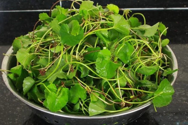 Rau má: Trong má là loại rau giải nhiệt giúp cơ thể con người thanh nhiệt, mát gan thải độc trong những ngày hè vô cùng tốt.