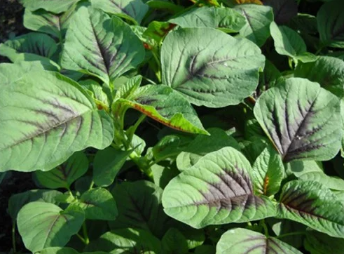 Ngoài ra, rau dền cơm có chứa các chất có lợi như chất chống oxy hóa. Người ta quan tâm đến việc sử dụng rau dền chữa bệnh mỡ máu cao vì một số nghiên cứu trên động vật cho thấy rằng khi chúng ăn rau dền thì có thể làm giảm cholesterol toàn phần và cholesterol LDL , đồng thời tăng cholesterol HDL. Nhưng ăn rau dền dường như không có những lợi ích này ở người.