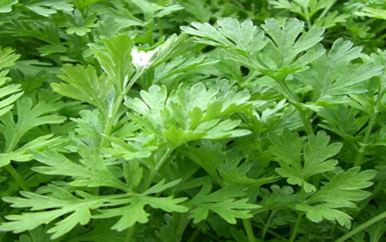 Rau ngải cứu: Theo Đông y, ngải cứu ó tác dụng làm thuốc cụ thể, lá hẹ để sống có tính nhiệt, nấu chín thì ôn, vị cay; vào các kinh Can, Vị và Thận. Có tác dụng ôn trung, hành khí, tán ứ và giải độc.