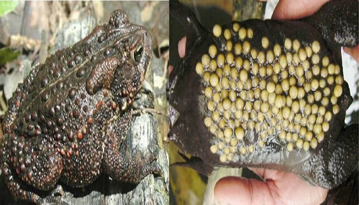 Ngo doc sau khi an thit coc…bo the nao sao bao nguoi lieu mang?