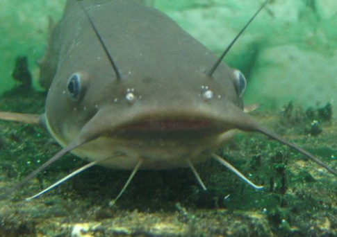 Cụ thể, dân làng sử dụng máy xúc tới để việc nạo vét con kênh nhanh hơn. Trong quá trình nạo vét ở giữa kênh, máy xúc va phải một vật cứng. Một lúc sau, một chiếc hố lớn có đường kính khoảng 2m xuất hiện dưới đáy con kênh.