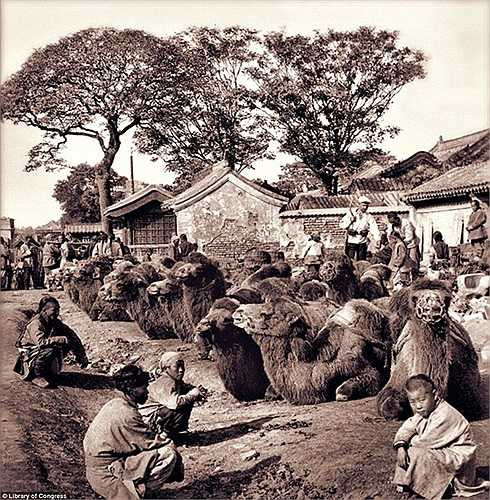Nhiều người dân thích thú ngắm nhìn những con lạc đà. Ảnh chụp ở Bắc Kinh năm 1901.